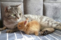 子ウサギと猫