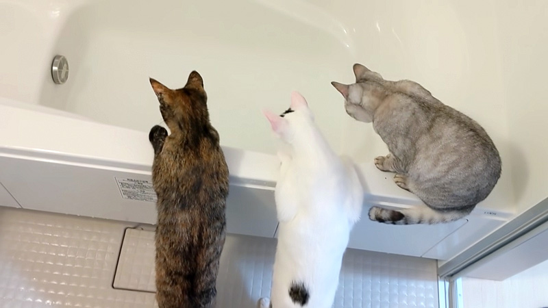 湯はりを観察する猫達