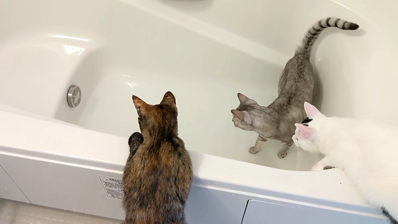浴槽に入る猫