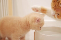 水の飲む子猫と母猫