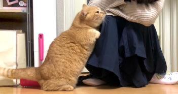 お母さんと再会した猫