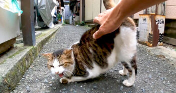 腰トントンされる猫