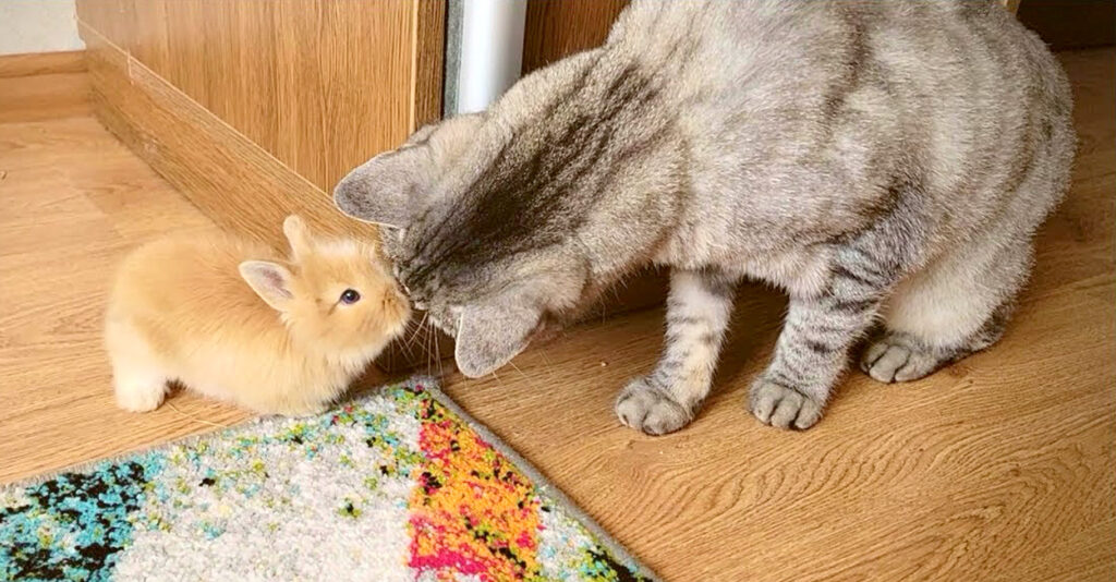 たかこ£様お問い合わせ和風ネコ柄猫ちゃんウサギさんうさぎ柄