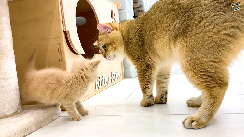 子猫にドキドキのお父さん