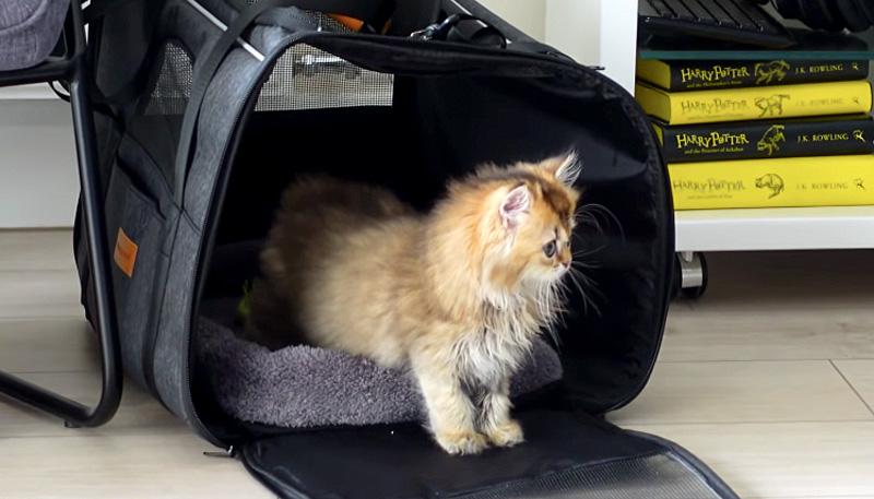 ドキドキの子猫