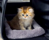 新しい家にやって来た日の子猫。初めての場所に戸惑いつつも、好奇心には勝てない様子がとっても可愛い♡