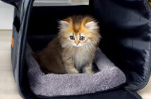 ドキドキの子猫