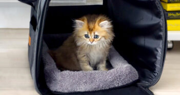 ドキドキの子猫