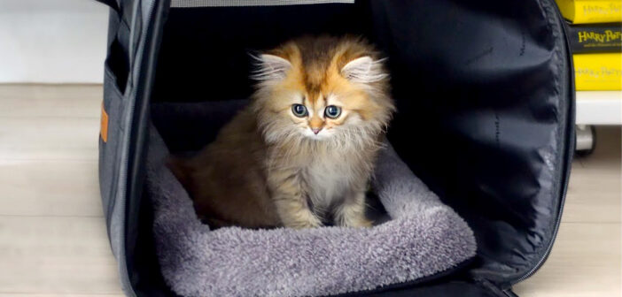 ドキドキの子猫