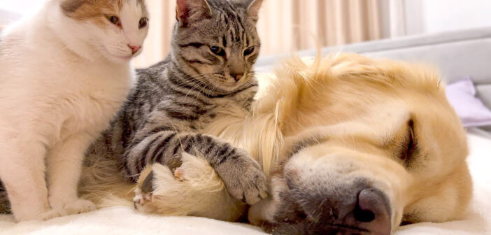 犬と子猫達