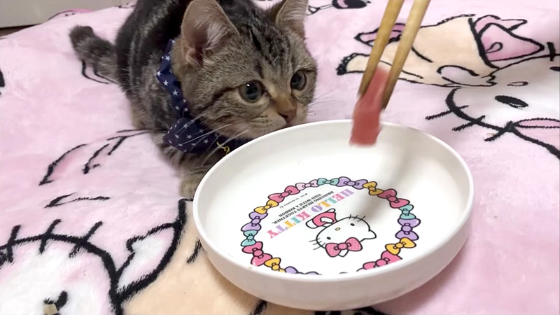 マグロを見つめる猫