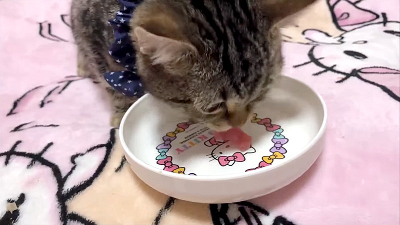 マグロを食べる猫