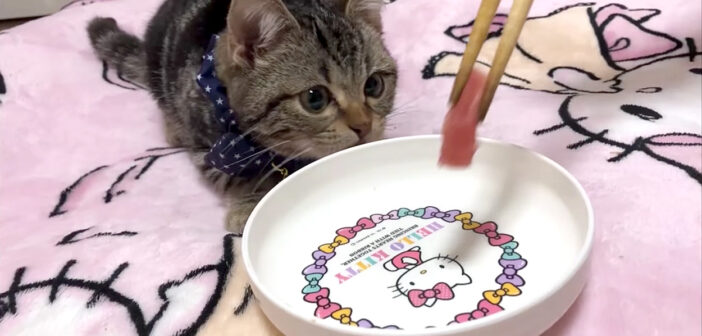 マグロを食べる子猫