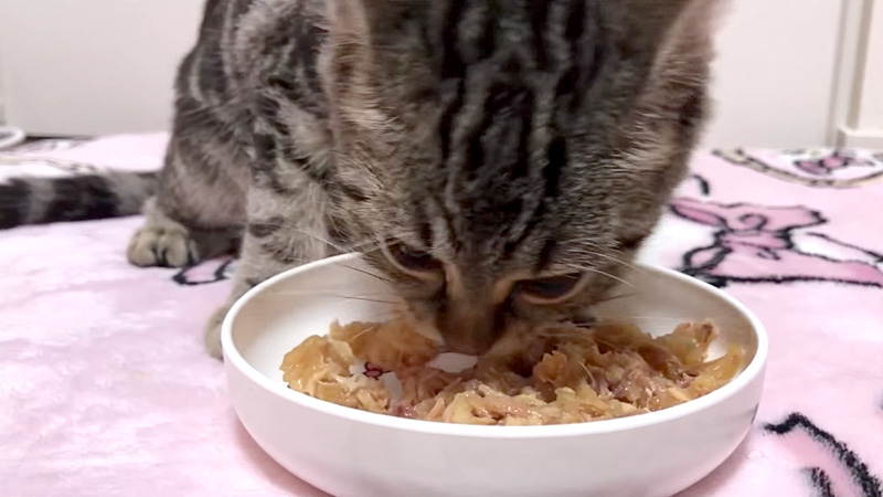 夢中でご飯を食べる子猫