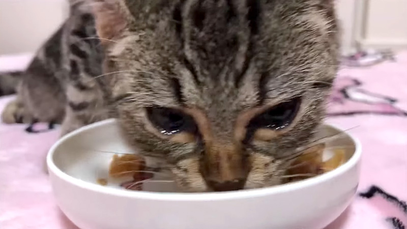 涙を浮かべながらご飯を食べる子猫