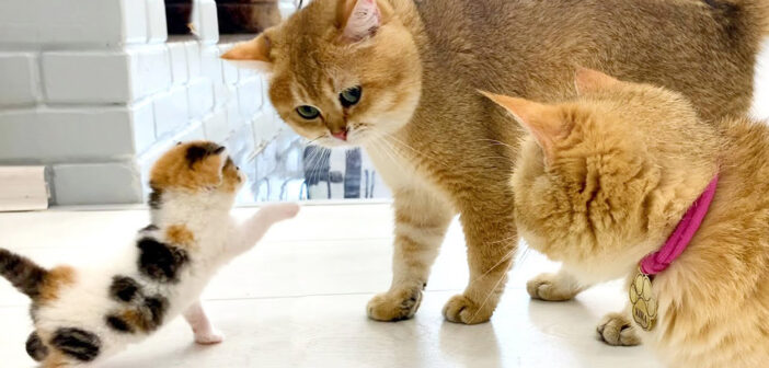 子猫とお父さん猫の出会い