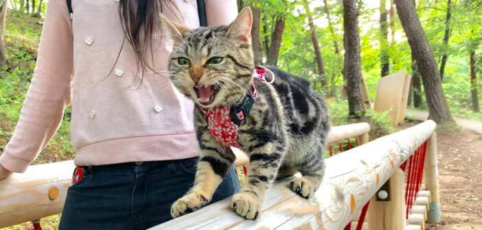 森林公園で遊ぶ猫