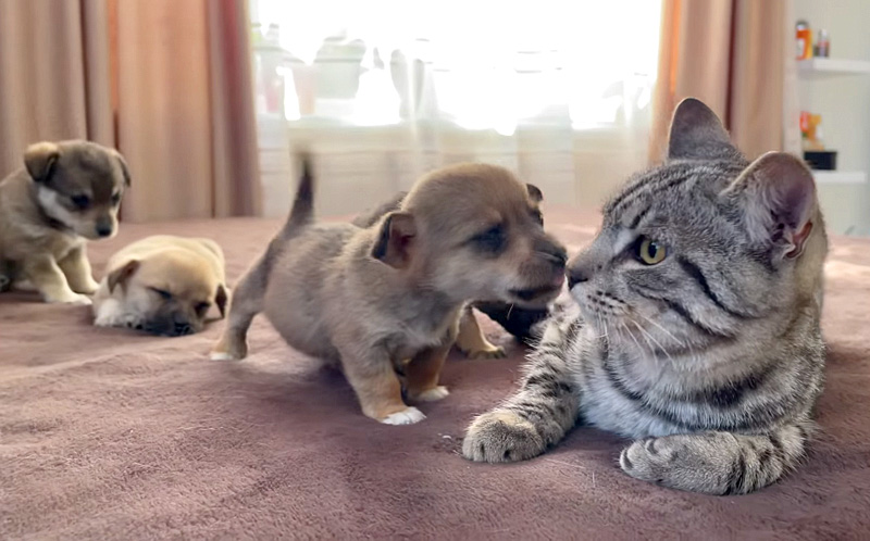 子犬達と猫