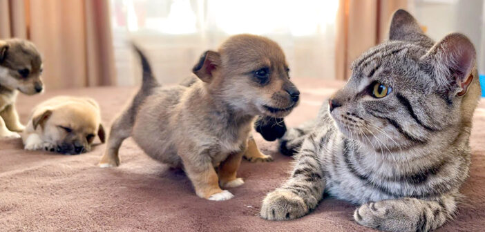 子犬と猫