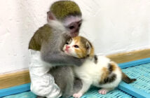 子猫を抱きしめる赤ちゃん猿