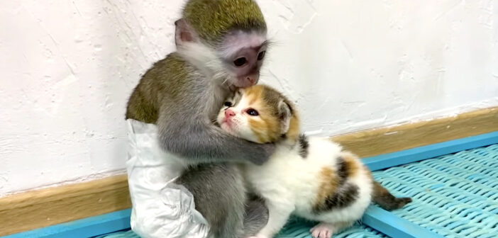 子猫を抱きしめる赤ちゃん猿