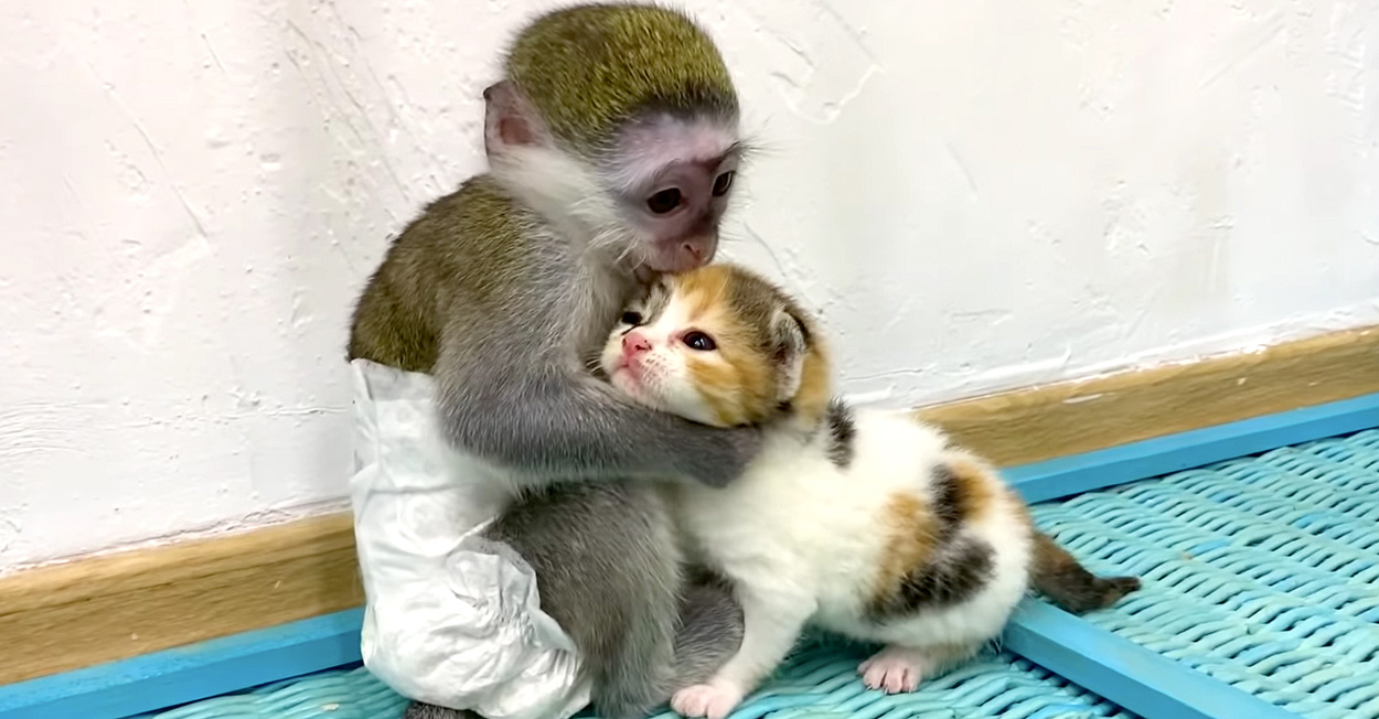 子猫が迷子にならないか心配する赤ちゃん猿。ひとりで歩いている子猫に何度も駆け寄る様子に愛情を感じる (*´ω｀*)♡ | エウレカ！