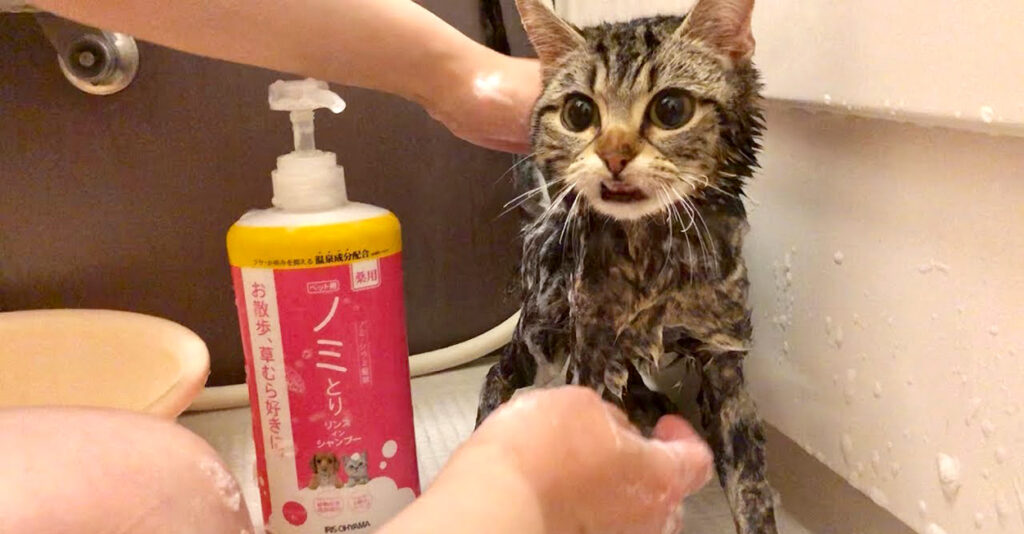 人気 おまとめ中 ジャンピング猫 フェイクスイーツ さざれ石星の砂