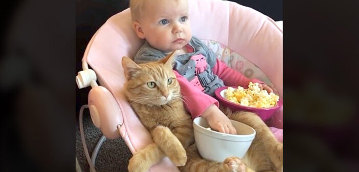 テレビに夢中の赤ちゃんと猫