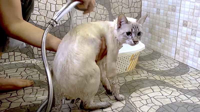 身体を洗う猫