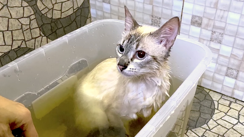 湯船に浸かる猫