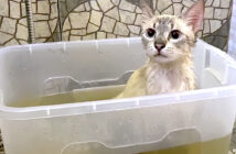 薬草風呂に入る猫