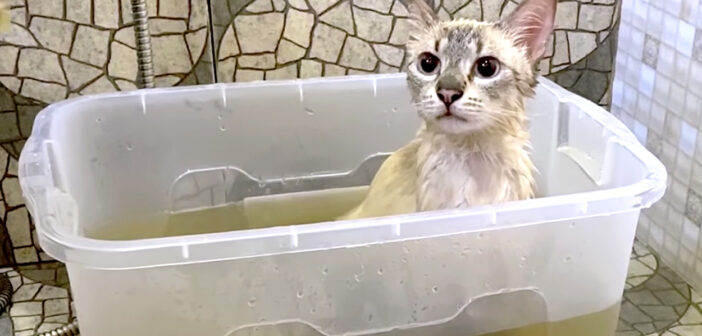 薬草風呂に入る猫