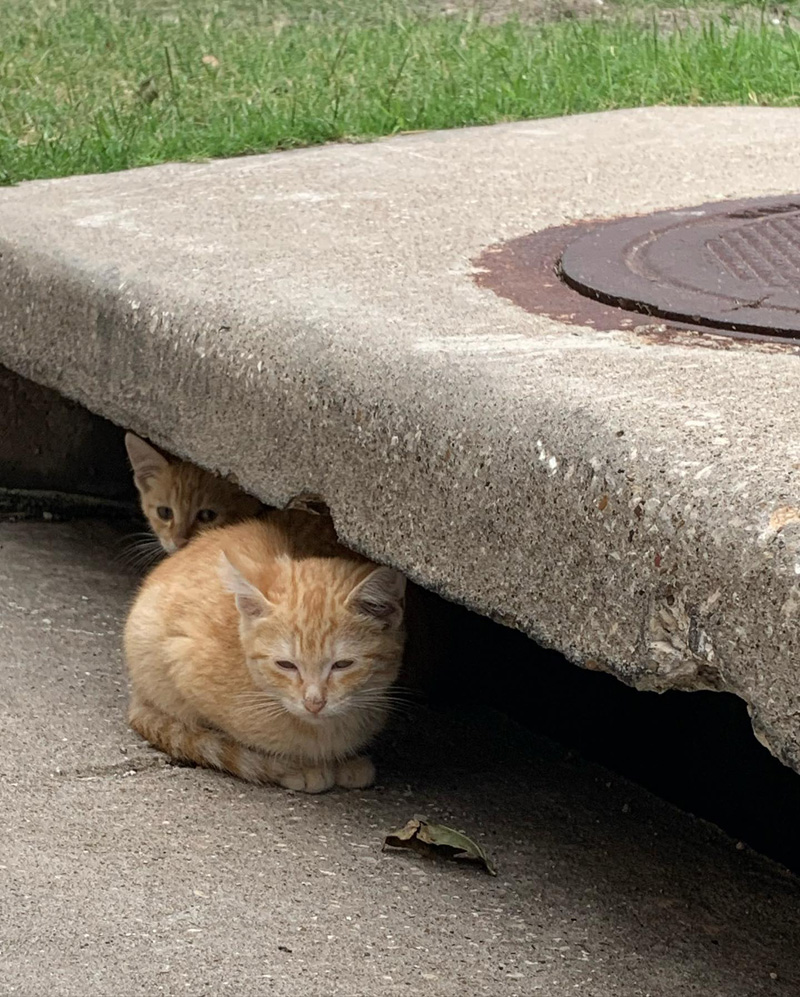 排水溝のそばの子猫