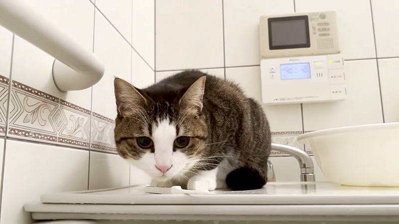 お風呂でお父さんを見守る猫