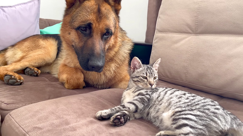 子猫の気を引きたい犬