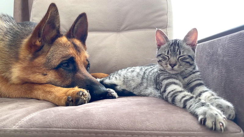 子猫の気を引きたい犬