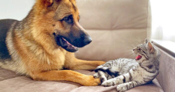 子猫の気を引きたい犬