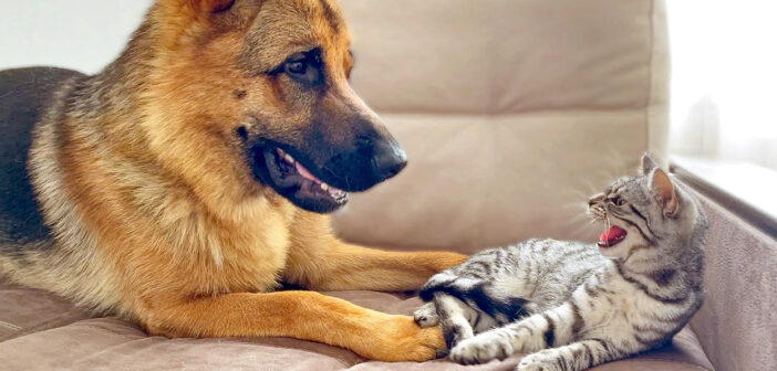 子猫の気を引きたい犬