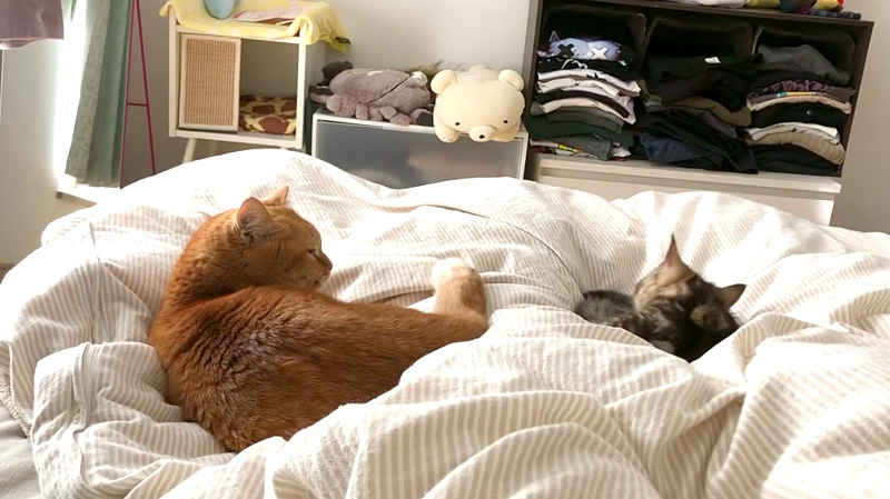 ベッドの上の猫達