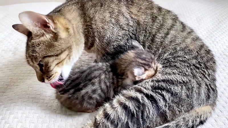 子猫を毛づくろいする先住猫