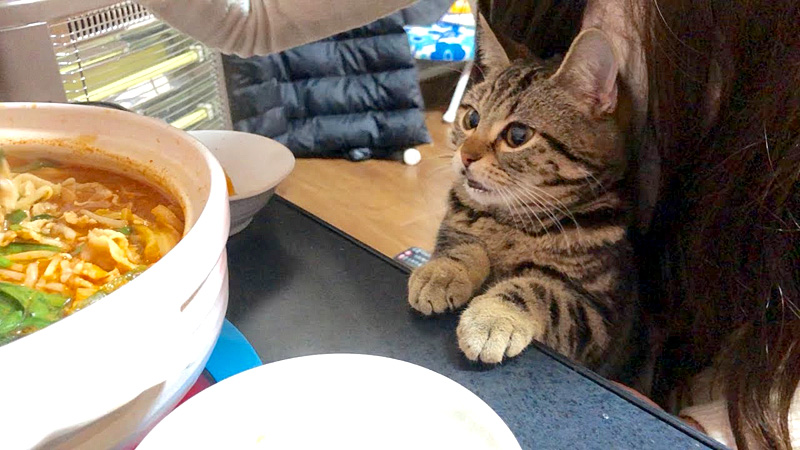 鍋が気になる猫