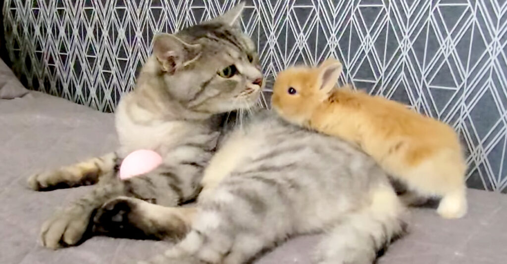 rabbit_cat_title02-1024x534.jpg