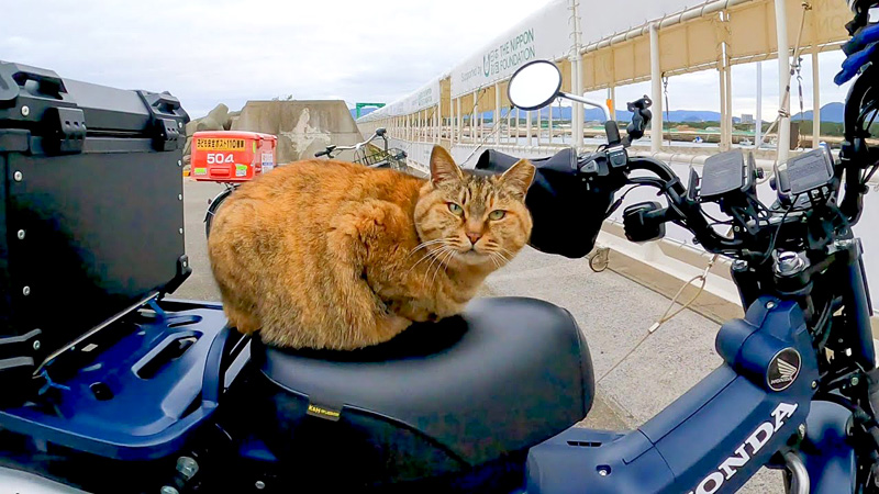 バイクのシートに座る猫