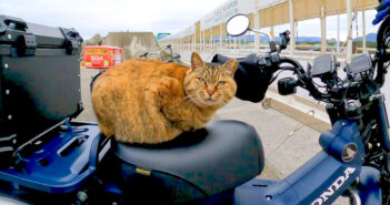 バイクのシートに座る猫