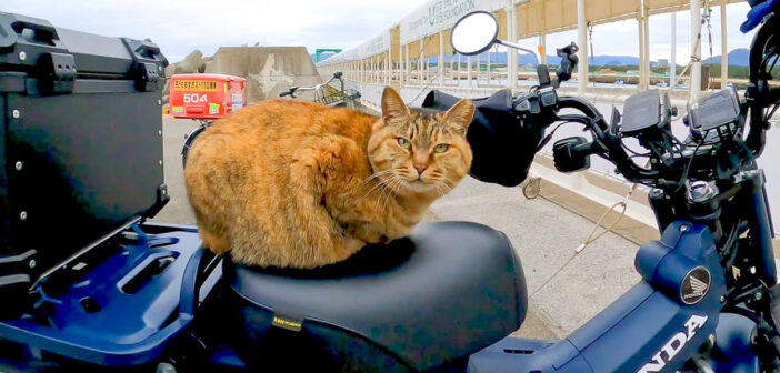 バイクのシートに座る猫