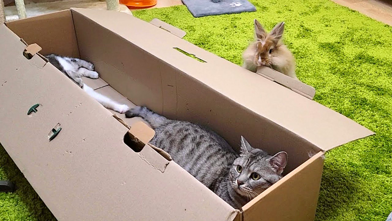 箱の中に入りたいウサギ