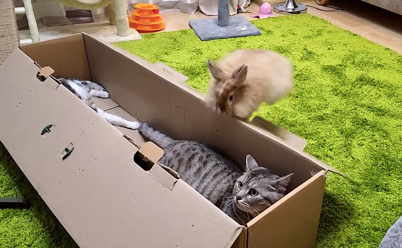 箱の中に入りたいウサギ