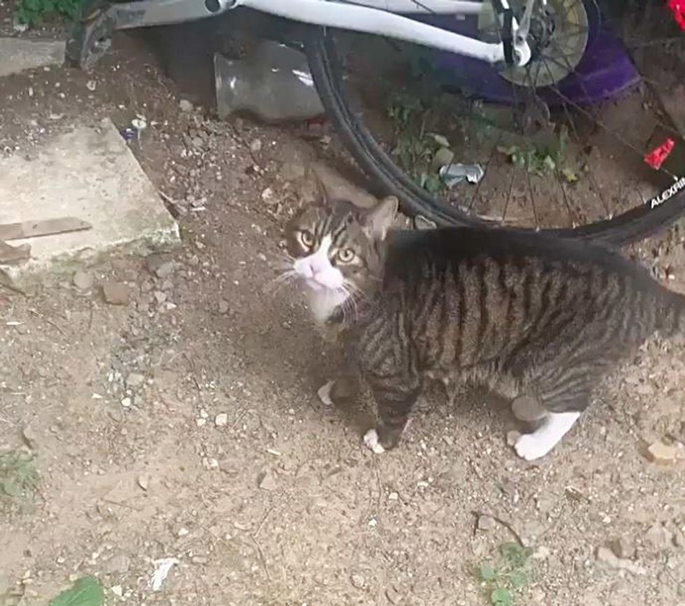 庭で発見した猫
