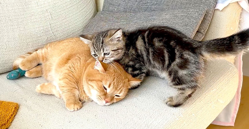 先住猫と寝たい子猫