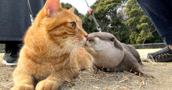 散歩するカワウソと猫